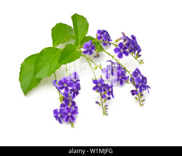 Duranta usine avec des fleurs isolé sur fond blanc. Banque D'Images