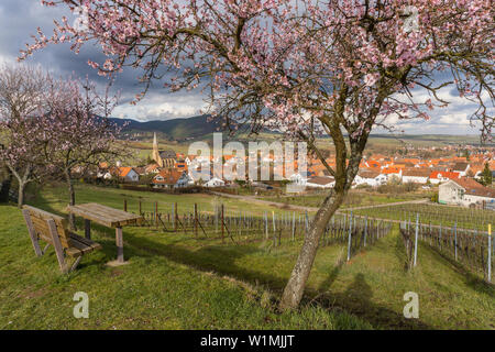 Le long de la fleur d'amandier route des vins du sud, dans Mandelbluetenweg Gleisweiler, route des vins du Sud, Rhénanie-Palatinat, Allemagne Banque D'Images