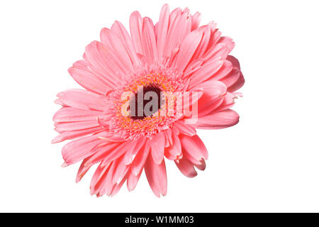 Gerbera rose flower isolated on white background Banque D'Images