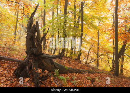 Des forêts primaires de hêtres en automne avec arbre renversé à l'avant-plan, les monts Métallifères, Ustecky kraj République Tchèque, Banque D'Images