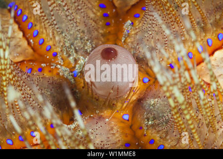 Détail de l'Oursin de Feu, Asthenosoma varium, Ambon, Moluques, Indonésie Banque D'Images