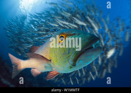 Red Snapper Lutjanus bohar, Grande Barrière de Corail, Australie Banque D'Images