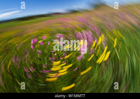 Résumé La floraison pré avec Ranunculus acris et Lychnis flos-cuculi, Upper Bavaria, Germany, Europe Banque D'Images