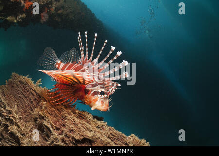 Poisson-papillon Zebra sous une jetée, Dendrochirus zebra, Ambon, Moluques, Indonésie Banque D'Images