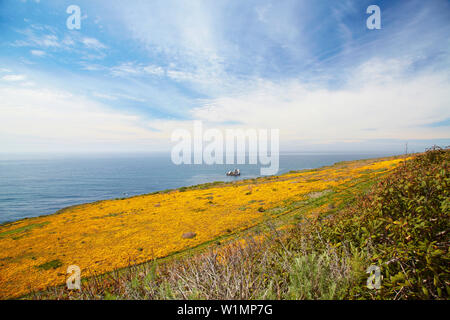 Coquelicots de Californie à la côte du Pacifique près de l'Océan Pacifique , , le sud-ouest de la Californie , Californie , USA Banque D'Images