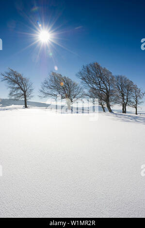 Arbres couverts de neige sur le mont Schauinsland, Freiburg im Breisgau, Forêt-Noire, Bade-Wurtemberg, Allemagne Banque D'Images