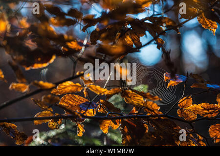 Araignee entre branches d'un arbre d'automne, Allgaeu, Bavaria, Germany Banque D'Images