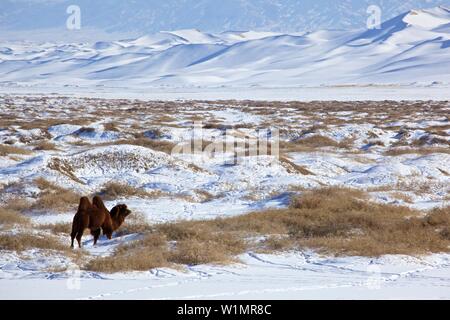 Chameau dans les dunes de sable du Khongoryn Els dans le désert de Gobi, Mongolie Banque D'Images