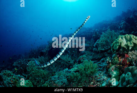 Jaune bagués-lip Laticauda colubrina, Serpent de mer, l'Indonésie, Sulawesi, Wakatobi Dive Resort, de l'Océan Indien, Bandasea Banque D'Images