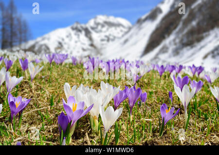 Crocus en fleurs, des montagnes enneigées en arrière-plan, la vallée d'Ahrntal, gamme de Hohe Tauern, le Tyrol du Sud, Italie Banque D'Images