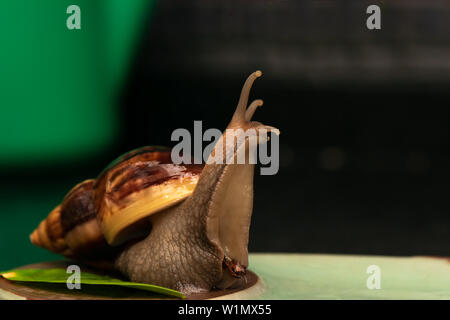 Gros escargot Achatina sur fond sombre Banque D'Images