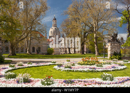 Bruehlscher jardin dans la vieille ville de Dresde, à l'église Frauenkirche, l'Albertinum et fleurs en premier plan, Saxe, Allemagne Banque D'Images