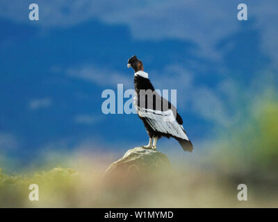 Condor des Andes, Vultur gryphus, Parc National Torres del Paine, Patagonie, Chili Banque D'Images