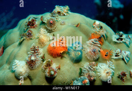 Spiralroehrenwurm Roehrenwurm Bunter, Noël, Noël,-tre-tree-worm, Spirobranchus giganteus Banque D'Images