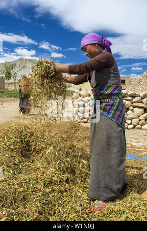 Femme tibétaine séparant le grain de l'ivraie, en utilisant le vent, Tsarang, Charang tibetian, village avec un Gompa bouddhiste à la vallée de la Kali Gandaki Banque D'Images