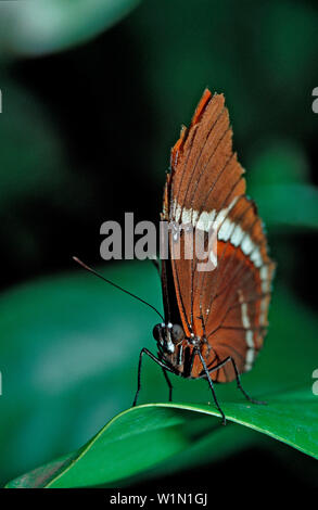 Papillon Tropical, Costa Rica, Amérique du Sud, Jardins De La Cascade La Paz, la paix Lodge Banque D'Images