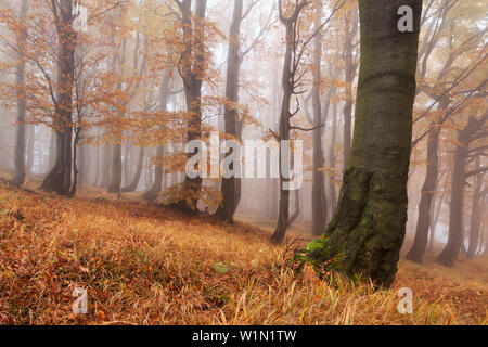 Des forêts primaires de hêtres en automne avec l'herbe au premier plan, Monts Métallifères, Ustecky kraj République Tchèque, Banque D'Images