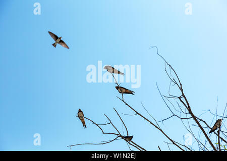 Hirondelles mis sur les branches d'arbres un jour de printemps. Banque D'Images