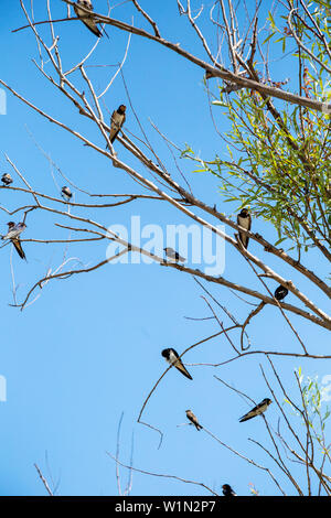 Hirondelles mis sur les branches d'arbres un jour de printemps. Banque D'Images