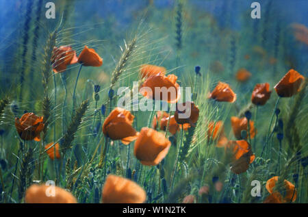 Champ de coquelicots, en Provence, Provence, France Banque D'Images