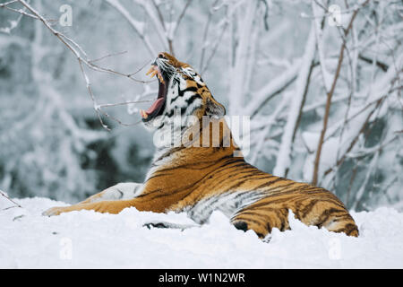 Tigre de Sibérie couché dans la neige, dans un zoo Banque D'Images