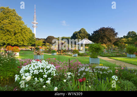 Jardin des Roses avec la tour de la télévision à l'arrière-plan, parc Planten un Blomen, Hambourg, Allemagne Banque D'Images