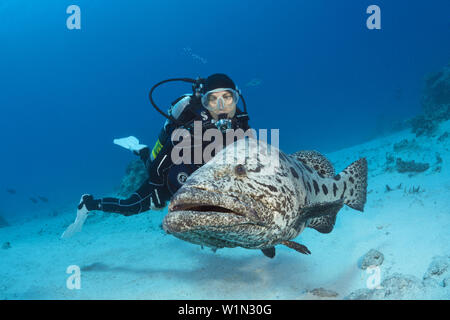 Scuba Diver et patate, Epinephelus tukula, Cod Hole, Grande Barrière de Corail, Australie Banque D'Images