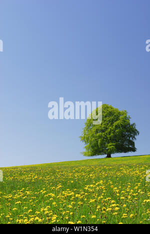 Beech tree in meadow avec le pissenlit, l'Allgaeu, Bavaria, Germany Banque D'Images