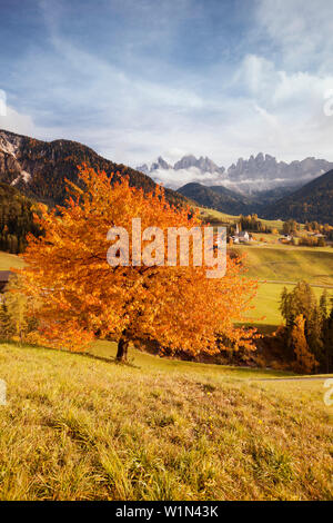 Vue sur la vallée de Val di Funes en automne avec arbre de cerise rouge, de l'église de Sainte Marie Madeleine et le groupe Geisler en arrière-plan, les Alpes, les funes Al Banque D'Images
