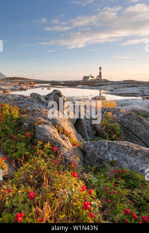 Le phare Tranøy phare sur une journée ensoleillée avec des baies rouges à l'avant-plan, Tranøya, Hamarøy, Nordland, Norvège, Scandinavie Banque D'Images