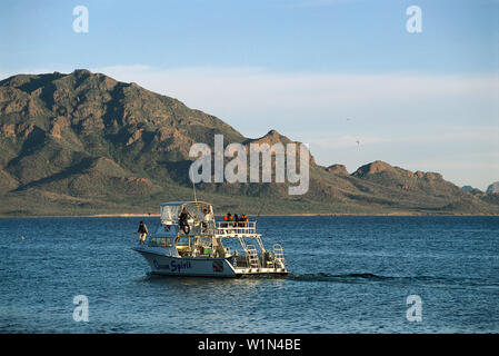 Sportfisher près de San Carlos, Guaymas, Sonora, Mexique Banque D'Images