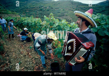 Traditionelle, Vale de Mendiz Weinernte Douro-Tal, Portugal Banque D'Images