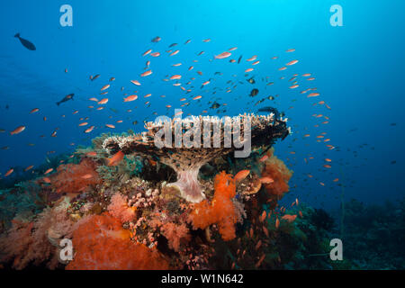 Les récifs coralliens colorés, le Parc National de Komodo, Indonésie Banque D'Images