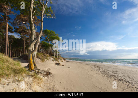 Plage ouest, Darss, parc national Vorpommersche Boddenlandschaft, mer Baltique, Schleswig-Holstein, Allemagne Banque D'Images