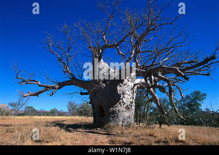 Boab Prison Tree, près de Wyndham WA, Australie Banque D'Images