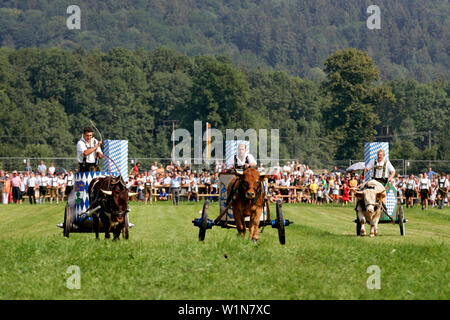 L'essai final, premier d'oxrace Bichl, 8 août 2004, finale, Erstes Bichler am Ochsenrennen 8.8.2004 à Bichl, Oberbayern, Deutschland Haute-bavière, Ge Banque D'Images