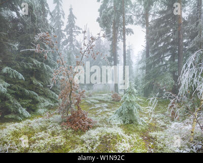 Dans Wechselgebiet la forêt glacée, Basse Autriche, Autriche Banque D'Images