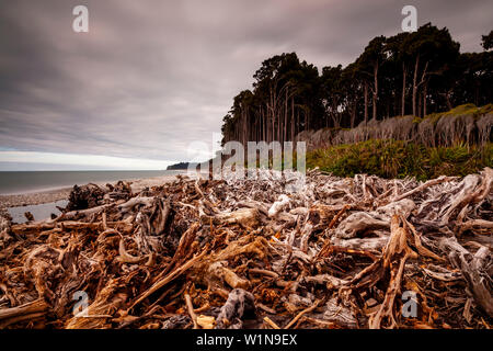 Les arbres morts sur la plage près de Haast, île du Sud, Nouvelle-Zélande Banque D'Images