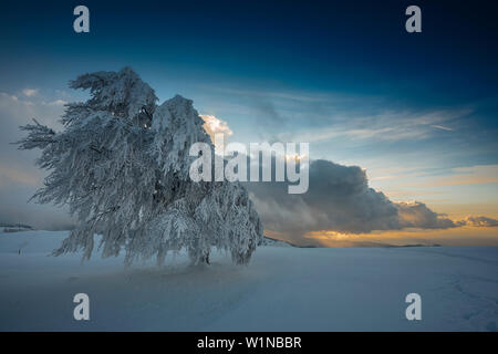 Arbres couverts de neige, coucher de soleil, Schauinsland, près de Freiburg im Breisgau, Forêt-Noire, Bade-Wurtemberg, Allemagne Banque D'Images