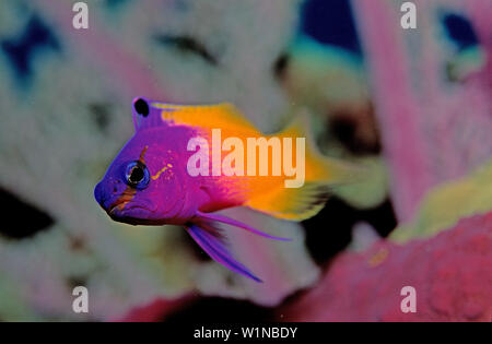 Feenbarsch, Royal gramma, fairy basslets, gramma l, gramma loreto Banque D'Images