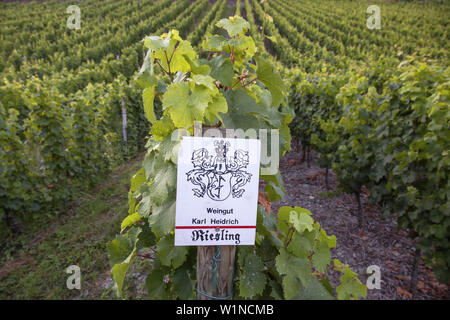 Le Riesling grapes growing in the Vineyard Karl Heidrich, Bacharach par le Rhin, Vallée du Haut-Rhin moyen, la Rhénanie-Palatinat, Allemagne, Europe Banque D'Images