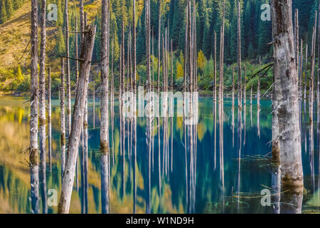 Les troncs de sapins sont passant de lac Kaindy en automne et forment des réflexions, Tian Shan, Tian Shan, région d'Almaty, Kazakhstan, Centra Banque D'Images