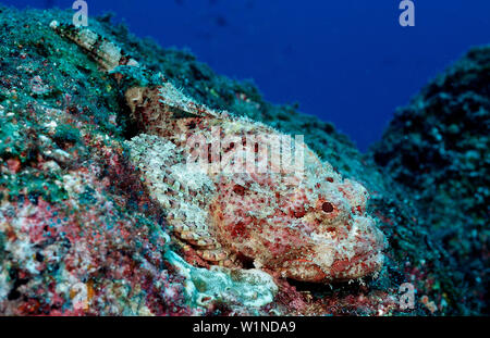 Scorpaena plumieri rascasses, Pierre mystes, Mer de Cortez, Mexique, Basse Californie, La Paz Banque D'Images