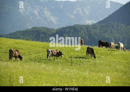 Le pâturage du bétail sur les pâturages de montagne, Styrie, Autriche Banque D'Images