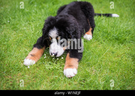 Chiot jouant sur l'herbe. Banque D'Images