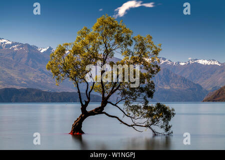 L'emblématique "Lone Tree' dans le lac, le lac Wanaka, Région de l'Otago, île du Sud, Nouvelle-Zélande Banque D'Images