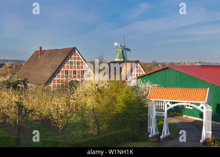 Arbres en fleurs en face du moulin) et maisons à colombages aux toits de chaume et gate, près de l'Altes Land, Twielenfleth, Basse-Saxe, Allemagne Banque D'Images