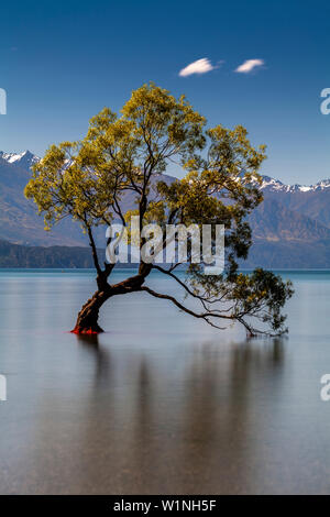 L'emblématique "Lone Tree' dans le lac, le lac Wanaka, Région de l'Otago, île du Sud, Nouvelle-Zélande Banque D'Images