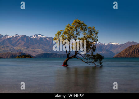 L'emblématique "Lone Tree' dans le lac, le lac Wanaka, Région de l'Otago, île du Sud, Nouvelle-Zélande Banque D'Images