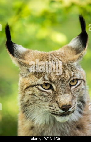 Portrait de lynx eurasien, chat sauvage dans la forêt, parc animalier Schorfheide, Brandebourg, Allemagne Banque D'Images